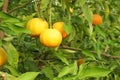 Ripe yellow fruits on Yuzu - Japanese lemon bush Royalty Free Stock Photo