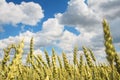 Ripe yellow golden wheat against blue sky with white clouds. Harvest concept. Harvesting of wheat grain Royalty Free Stock Photo