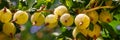 Ripe yellow gooseberries. Gooseberry fruit plant close up. Summer berries banner.