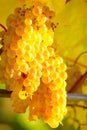 Ripe Yellow Grape In Vineyard In Autumn Royalty Free Stock Photo