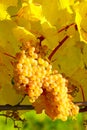 Ripe Yellow Grape In Vineyard In Autumn