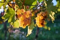 Ripe yellow grapes on grapevine in vineyard Royalty Free Stock Photo