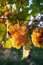Ripe yellow grapes on grapevine Royalty Free Stock Photo