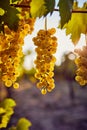 Ripe yellow grapes on a vineyard with sunlight Royalty Free Stock Photo