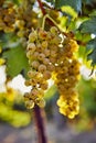 Ripe yellow grapes on a vineyard Royalty Free Stock Photo