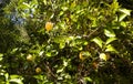 Ripe Yellow Lemon Hanging on a Tree. Bright Green Leaves with Sunlight Shining. Healthy Tropical Plant Bearing Citrus Royalty Free Stock Photo