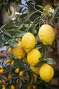 Ripe yellow lemons on the branch. Potted plant