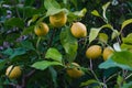 Ripe Yellow Lemons Growing on a Tree