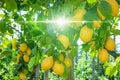 Ripe yellow lemons on lemon tree, bright sun shines
