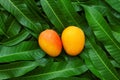 Ripe Mango tropical fruit on green leaf background Royalty Free Stock Photo