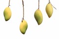 Ripe Yellow mangoes with hanging twig isolated