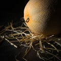 Ripe yellow melon on a dark background. Low key. Royalty Free Stock Photo