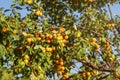 Ripe yellow mirabelle plum Prunus domestica fruits on tree, li Royalty Free Stock Photo