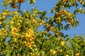 Ripe yellow mirabelle plums Prunus domestica syriaca on tree branches