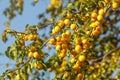 Ripe yellow mirabelle plums on tree branches. Prunus domestica syriaca