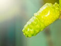 Ripe yellow Noni fruit on tree in the garden with the natural light Royalty Free Stock Photo