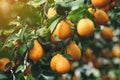 ripe yellow-orange Meyer lemons on a lemon tree.