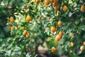 ripe yellow-orange Meyer lemons on a lemon tree.