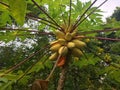 Papaya fruits in a papya tree Royalty Free Stock Photo