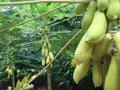 Papaya fruits in a papya tree Royalty Free Stock Photo