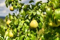 Ripe yellow pear growing on fruit tree Royalty Free Stock Photo