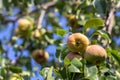 A ripe yellow pear hangs on a tree branch