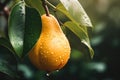 Ripe yellow pear on a tree branch with green leaves in the garden. Royalty Free Stock Photo