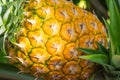 Ripe yellow pineapple with bright sunlight on the plant macro closeup Royalty Free Stock Photo