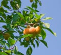 Ripe yellow plum