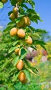 Ripe yellow plum Royalty Free Stock Photo