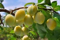 Ripe yellow plum on the branch Royalty Free Stock Photo