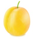 Ripe yellow plum with stem. Full depth of field Royalty Free Stock Photo