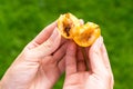 ripe yellow plum with a worm inside in the hands of the girl on the background of green grass