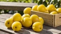 Ripe yellow plums in a box on wooden table, against blurred background of summer or autumn garden. Fresh natural organic fruits. Royalty Free Stock Photo