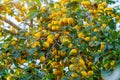 Ripe yellow plums on the fruit tree