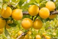 Ripe yellow plums on plum tree Royalty Free Stock Photo