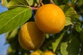 Ripe yellow plums on plum tree. Closeup of yellow plums. Royalty Free Stock Photo