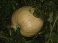 A ripe yellow pumpkin in a field among its leaves