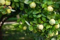 Ripe yellow quince fruit grows on a quince tree with green foliage in autumn eco garden. Large fruits quince on tree are ready to Royalty Free Stock Photo