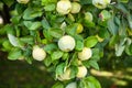 Ripe yellow quince fruit grows on a quince tree with green foliage in autumn eco garden. Large fruits quince on tree are ready to Royalty Free Stock Photo