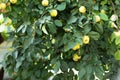 ripe yellow quince fruit grows on a quince tree with green foliage in garden. Large fruits quince on tree are ready to harvest. Royalty Free Stock Photo