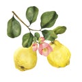 Ripe yellow quince fruits with green leaves and flowers branch. Hand drawn watercolor illustration, isolated on white Royalty Free Stock Photo