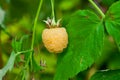 Ripe yellow raspberries on a branch with green leaves, illuminated by the sun,  summer Royalty Free Stock Photo