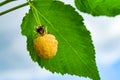 Ripe yellow raspberries on a branch with green leaves, illuminated by the sun,  summer Royalty Free Stock Photo