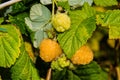 Ripe yellow raspberries. Raspberries on a background of green leaves. Berries closeup. Selective focus.