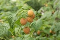 Ripe yellow raspberry on a branch Royalty Free Stock Photo