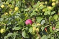 Ripe yellow and red apples on a branch of an apple tree close-up Royalty Free Stock Photo