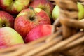 Ripe yellow-red apples. Harvest apples. Juicy apples in a wicker basket