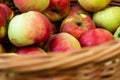 Ripe yellow-red apples. Harvest apples. Juicy apples in a wicker basket