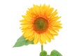 ripe yellow sunflower flower with seeds Royalty Free Stock Photo